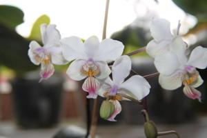 Phalaenopsis Batangas