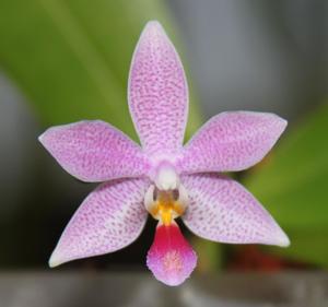 Phalaenopsis Hiroshima Tetratris