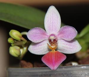 Phalaenopsis Partris