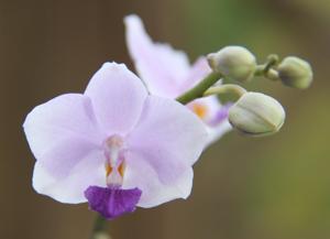 Phalaenopsis Siam Treasure