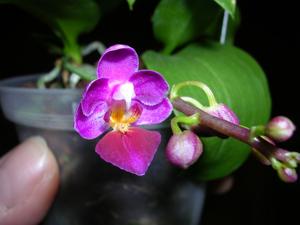<i>Phalaenopsis</i> Tassanee Jongdamkerng