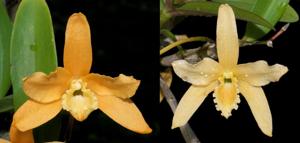 Dendrobium Uni-Scabri