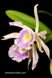 Rhyncholaeliocattleya Digbyano-Purpurata