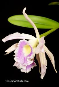 Rhyncholaeliocattleya Digbyano-Purpurata