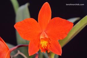 Cattleya Red Doll