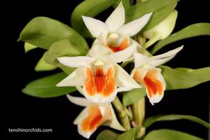 Dendrobium Dawn Maree