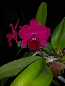 Rhyncholaeliocattleya Very Vermillion