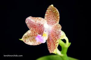 Phalaenopsis Yaphon Javaking