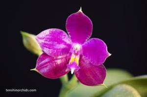 Phalaenopsis Yaphon Super Jaguar