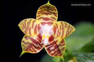 Phalaenopsis Yaphon Twisted Roll