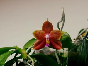 Phalaenopsis Josephine Cagas Ramon