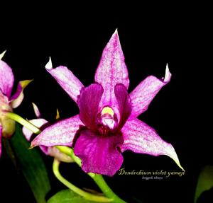 Dendrobium Violet Yamaji