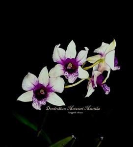 Dendrobium Meta Sari Mustika