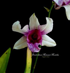 Dendrobium Meta Sari Mustika