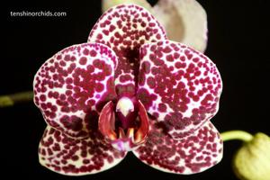 Phalaenopsis Lioulin Wild Cat