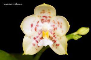 Phalaenopsis Yaphon Database