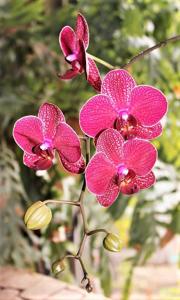 Phalaenopsis Taida Salu