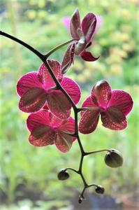 Phalaenopsis Taida Salu