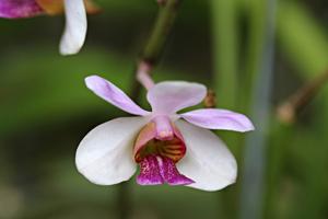 Papilionanda Hetty Henderson