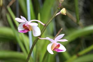 Papilionanda Hetty Henderson