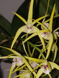 Dendrobium Hilda Poxon