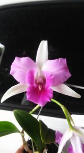 Laeliocattleya Pink Snow