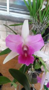 Laeliocattleya Pink Snow