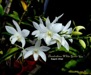 Dendrobium White Grace