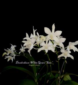 Dendrobium White Grace