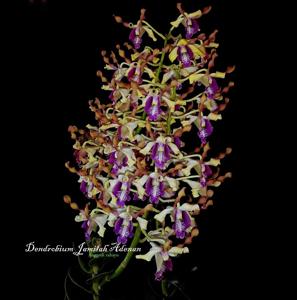 Dendrobium Jamilah Adenan