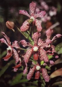 Vanda Precocious