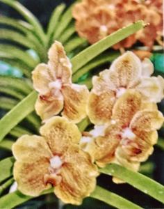 Vanda Sunshine Harvest