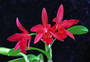 Cattlianthe Jewel Box
