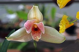 Lycaste Cherish