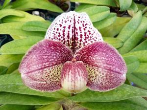 Paphiopedilum Durandal