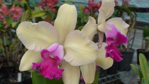 Rhyncholaeliocattleya Deception Penny