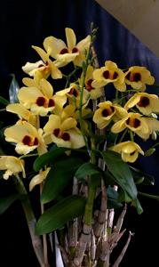 Dendrobium Gatton Sunray