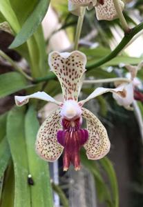 Vanda Kenneth Roberts