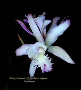 Rhyncholaeliocattleya Cordelia