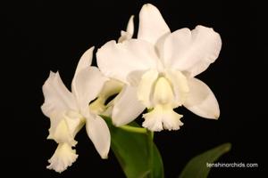 Cattleya dolosa