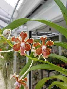 Vanda limbata-hindsii