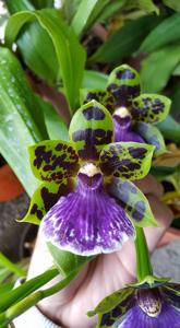 Zygopetalum Artur Elle