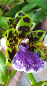 Zygopetalum Artur Elle