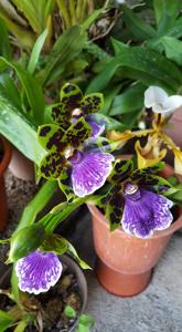 Zygopetalum Artur Elle