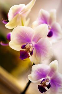 Phalaenopsis Jiaho Kitty Face