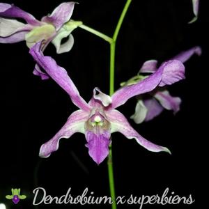 Dendrobium superbiens