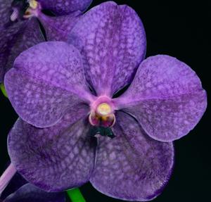 Vanda Kapiolani de Paris