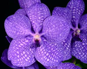 Vanda Golamco's Blue Magic