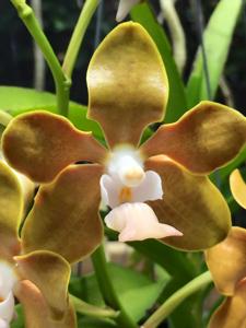 Vanda Golden Doubloon