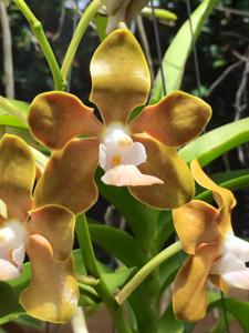 Vanda Golden Doubloon